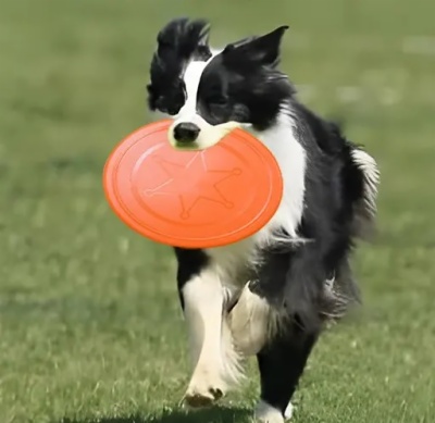 Dog Flying Disc