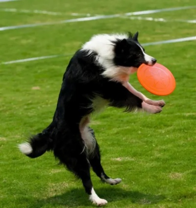 Dog Flying Disc
