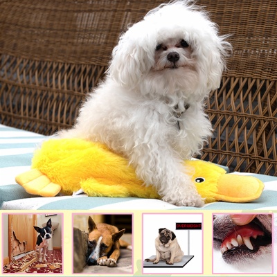 Squeaky Plush Duck